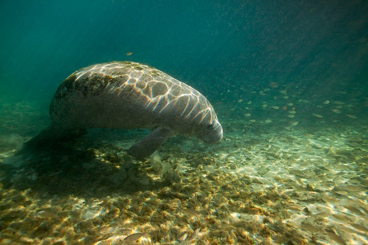 Karibik-Manati Trichechus manatus West Indian Manatee